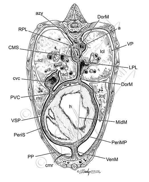 Canine Mediastinum Anatomy, Cross-Section at Thoracic Vertebrae Nine
